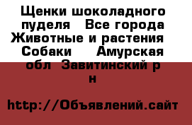 Щенки шоколадного пуделя - Все города Животные и растения » Собаки   . Амурская обл.,Завитинский р-н